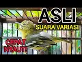 Download Lagu SUARA SIRTU GACOR VARIASI ASLI AMPUH UNTUK PIKAT PANCINGAN SIRTU AGAR BUNYI