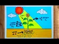 How to Draw Photosynthesis Process Diagram Photosynthesis Diagram Easy