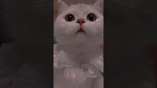 قطه كيوته تصاميمي لا يفوتكم حب حالات واتساب اغاني اطفال قطط عروسات 