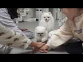 Download Lagu Wat als we willekeurig onze handen voor de puppy uitsteken?