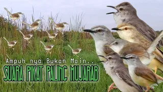 Download Suara Pikat Burung Ciblek Sawah Ribut. Auto Langsung Kumpul.. MP3