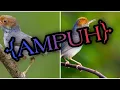 Download Lagu suara pikat burung prenjak liar ampuh langsung lengket (RAJA GACOR /PIKAT PRENJAK)