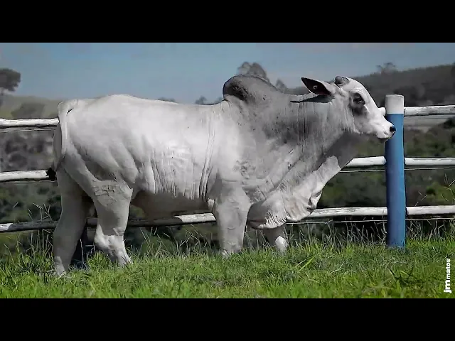 Touro Nelore SGN - 2543