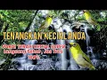 Download Lagu Terapi Kecial Kuning Lombok super jos