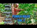 Download Lagu waktu terbaik melakukan punggem pucuk kopi robusta  bp 308,|petani kopi robusta,|