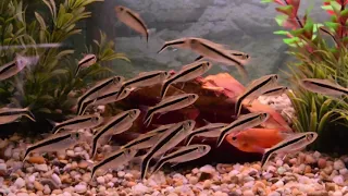 Looking for a majestic Freshwater schooling fish