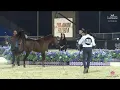 Download Lagu N 80 LADY R RAR   GCAT Riyadh 2024   Fillies 2 Years Old Section B Class 2B