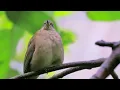 Bulbul Sounds | Sound of Happiness and Peace | Bird chirping