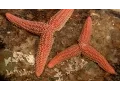 Download Lagu The Dividing Starfish