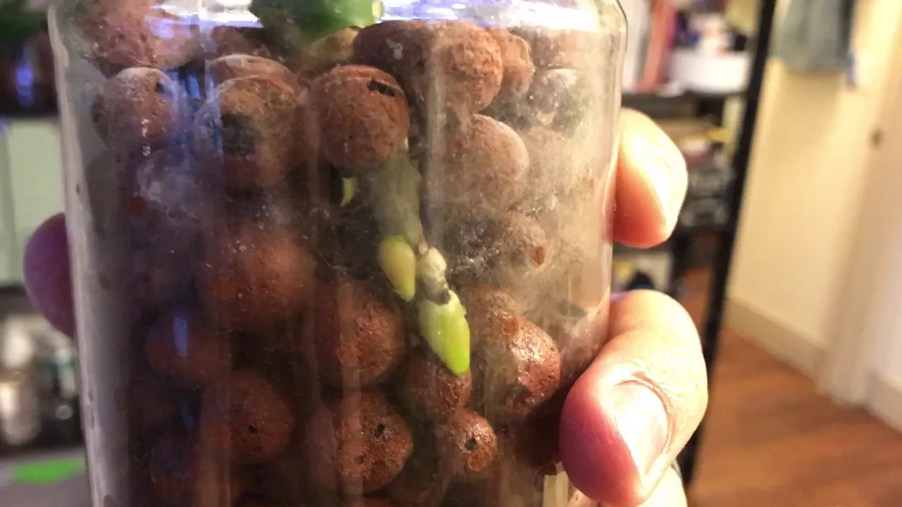 SEPTEMBER 2017 ORCHID COLLECTION UPDATE: SEMI HYDROPONICS