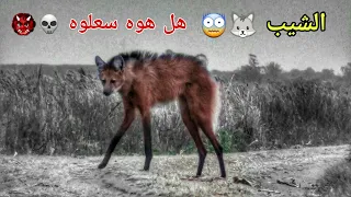 ما هو حيوان الشيب السعلوه معلومات عن الذيب ذو العرف Maned Wolf ابو مقتدى 