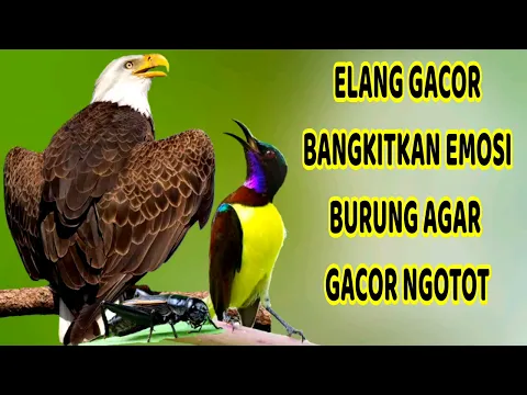 Download MP3 ELANG GACOR LENGKING Bangkitkan Fighter Emosi Burung Agar Gacor Ngotot