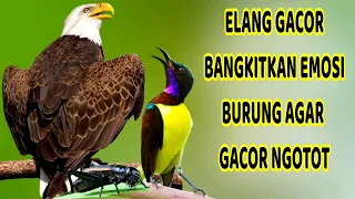 Download ELANG GACOR LENGKING Bangkitkan Fighter Emosi Burung Agar Gacor Ngotot MP3