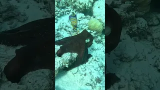 Octopus changes colour #octopus #oceanlife #marinelife #indianocean #shapeshifter #maldives