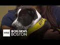 Adorable puppies up for adoption in Massachusetts