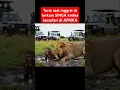 Download Lagu turis asal inggris di terkam SINGA #macan #tiger #harimausumatra #singa #lion #animals #wildanimals