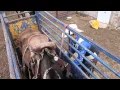 Clinica profesional de caballos con montura 2