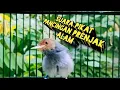 Download Lagu SUARA pikat PRENJAK LIAR