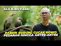 KLX Bird Farm : Bisa Pantau Langsung dari CCTV, Breeding Cucakrowo Tanpa Was-was, Hasil Berkelas!