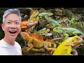 Download Lagu ADA RATUSAN IGUANA DI TEMPAT INI!!