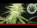Birt ay Cake - All About This Strain