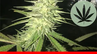 Birt ay Cake - All About This Strain