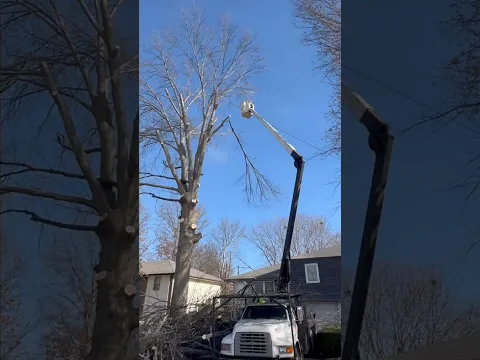Massive Oak Tree Removal with Crane #treecutting #fyp #treeremoval #treedamage #oaktree