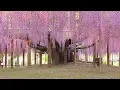 New Life for an Old Wisteria