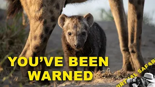 Nobody Told Me Hyenas Said Hello Like This | Virtual Safari #341