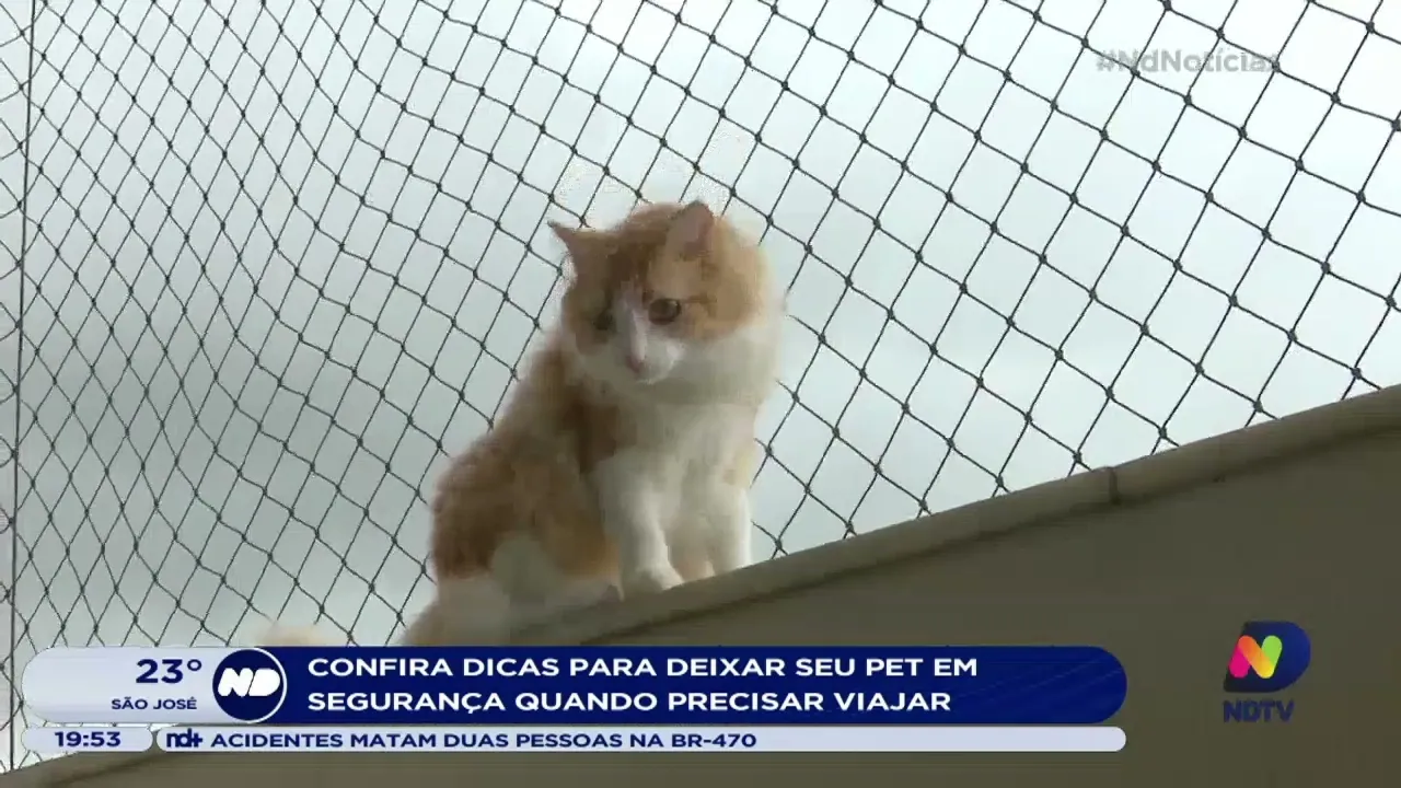 Confira dicas para deixar seu pet em segurança quando precisar viajar