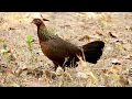 Download Lagu suara ayam hutan betina minta kawin