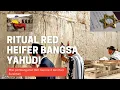 Sapi Merah !! Mengapa Orang Yahudi Menantikan Ritual Ini ?