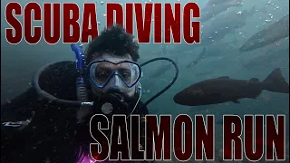 Scuba Diving in the Salmon Run