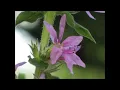Three variations on plum blossom