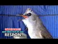 Lagu suara burung trucukan gacor NARUNG ROPEL PANJANG JITU,, pandai BUAT burung trucuk gacor NYAUT