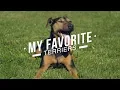 MY FAVORITE TERRIER BREEDS