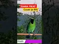 Download Lagu Suara pikat Cucak ijo big ampuh #pikat #cucakijogacor #cucakijo #pikatcucakijo