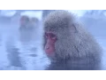 Meditative Snow Monkeys Hang Out in Hot Springs Short Film Showcase