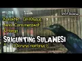 Download Lagu SRIGUNTING SULAWESI