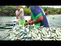 Download Lagu Nelayan Panen Ikan Kembung dipinggiran full 1 perahu, ini bisa lauk sebulan 😱