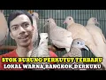 Lagu CEK HARGA BURUNG PERKUTUT LOKAL WARNA,BANGKOK \u0026 DERKUKU DIKIOS HAJI ABU PASAR BURUNG PRAMUKA