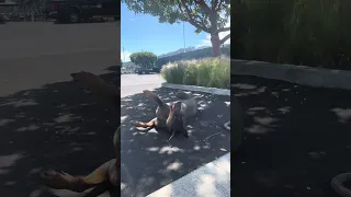 🤣😂🐾❤️#fypシ #Fyp #Dream #pets #doberman