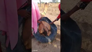 هاتان الفتاتان تحملان صندوق ا ثقيل ا خلف بدلاتهما 