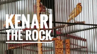 Download Kenari The Rock dari Coldplay Bird Farm MP3