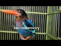 Download Lagu MASTERAN TENGKEK UDANG GACOR BURUNG ASLI / CEKAKAK GACOR / RAJA UDANG JERNIH FOR MURAI C.IJO CENDET