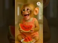 best laugh of the day - monkey laughing - monkey eating watermelon