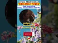 Download Lagu SHOLAWAT YUUKK #shorts #short #sholawat #ceramahustadzabdulsomad #islam #sholawatnabi #fix_data