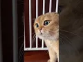Download Lagu Kumpulan kucing marah lucu 🤣🤣