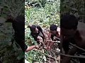 Download Lagu pacarmu ganteng bisa cabut singkong tidak, ha tidak dasar lemah 😂