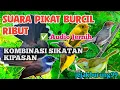 Download Lagu Suara Pikat Burcil Ribut Kombinasi Burung Sikatan Kipasan Ampuh